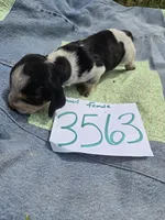 F3563, a female Basset Bleu de Gascogne for sale in Saltillo, TX – Photo 2 of 5