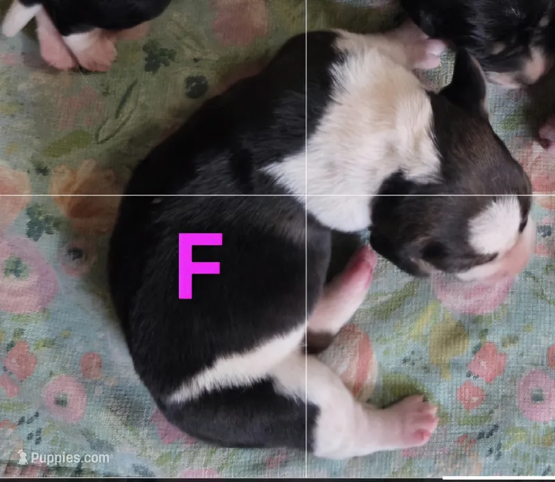 Female  – Basset Hound puppy for sale in Saltillo, TX