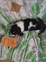 F1714, a female Basset Hound for sale in Saltillo, TX – 4 of 5