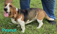 Peanut, a female Basset Hound for sale in Saltillo, TX – 2 of 10