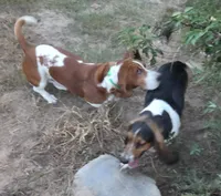 Coming soon, a  Basset Hound for sale in Saltillo, TX – 7 of 10