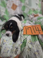 F1714, a female Basset Hound for sale in Saltillo, TX – 3 of 5