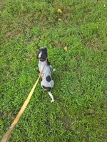 M1019, a male Basset Bleu de Gascogne for sale in Saltillo, TX – 4 of 8