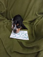 F3385, a female Basset Bleu de Gascogne for sale in Saltillo, TX – 4 of 10