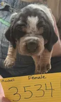 Female, a female Bluetick Coonhound for sale in Saltillo, TX – 1 of 5