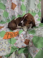 M9902, a male Basset Hound for sale in Saltillo, TX – 3 of 4