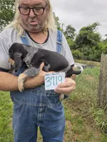 F3719, a male Bluetick Coonhound for sale in Saltillo, TX – 4 of 4