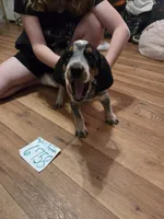 F6758, a female Bluetick Coonhound for sale in Saltillo, TX – 4 of 5