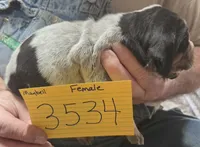 Female, a female Bluetick Coonhound for sale in Saltillo, TX – 3 of 5