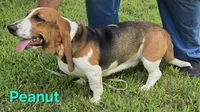 Peanut, a female Basset Hound for sale in Saltillo, TX – 7 of 10