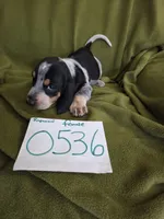 F0536, a female Basset Bleu de Gascogne for sale in Saltillo, TX – 2 of 10
