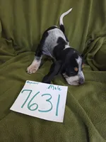M7631, a female Basset Bleu de Gascogne for sale in Saltillo, TX – 2 of 10