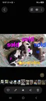 Female , a female Basset Hound for sale in Saltillo, TX – 2 of 10