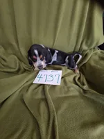 F4737, a female Basset Bleu de Gascogne for sale in Saltillo, TX – 3 of 10