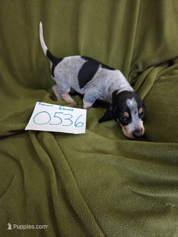 F0536 – Basset Bleu de Gascogne puppy for sale in Saltillo, TX