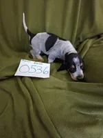 F0536, a female Basset Bleu de Gascogne for sale in Saltillo, TX – 1 of 10
