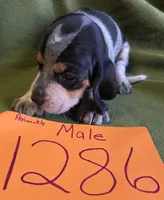 M1386, a male Basset Bleu de Gascogne for sale in Saltillo, TX – Photo 6 of 6