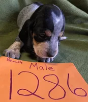 M1386, a male Basset Bleu de Gascogne for sale in Saltillo, TX – Photo 5 of 6