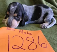 M1386, a male Basset Bleu de Gascogne for sale in Saltillo, TX – Photo 2 of 6