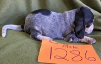 M1386, a male Basset Bleu de Gascogne for sale in Saltillo, TX – Photo 4 of 6