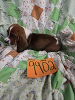 M9902, a male Basset Hound for sale in Saltillo, TX – 2 of 4
