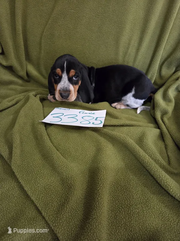 F3385 – Basset Bleu de Gascogne puppy for sale in Saltillo, TX