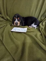 F3385, a female Basset Bleu de Gascogne for sale in Saltillo, TX – 1 of 10