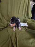 F4737, a female Basset Bleu de Gascogne for sale in Saltillo, TX – 4 of 10