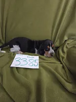 F3385, a female Basset Bleu de Gascogne for sale in Saltillo, TX – 3 of 10
