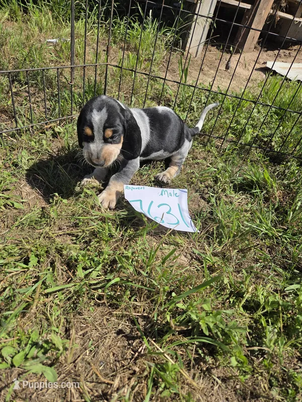 M7631 – Basset Bleu de Gascogne puppy for sale in Saltillo, TX