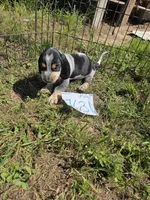 M7631, a female Basset Bleu de Gascogne for sale in Saltillo, TX – 5 of 10