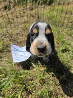 M7631, a female Basset Bleu de Gascogne for sale in Saltillo, TX – 8 of 10
