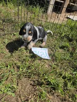 M7631, a female Basset Bleu de Gascogne for sale in Saltillo, TX – 6 of 10