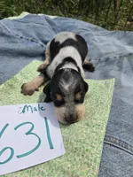 M7631, a female Basset Bleu de Gascogne for sale in Saltillo, TX – Photo 1 of 4
