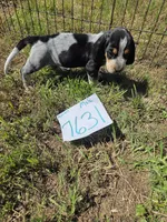 M7631, a female Basset Bleu de Gascogne for sale in Saltillo, TX – 7 of 10