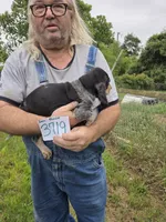 F3719, a male Bluetick Coonhound for sale in Saltillo, TX – 3 of 4