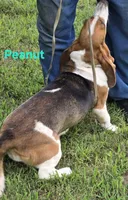 Peanut, a female Basset Hound for sale in Saltillo, TX – 6 of 10
