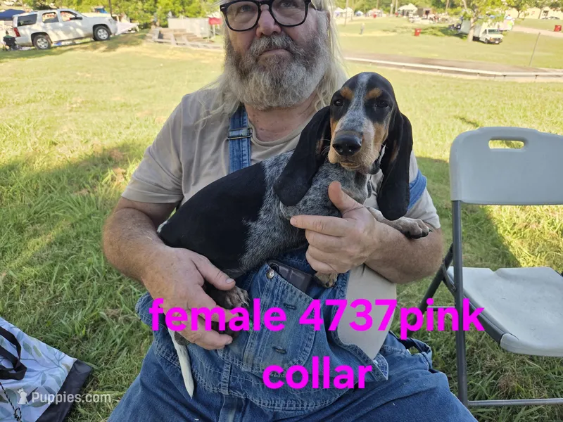 F4737 – Basset Bleu de Gascogne puppy for sale in Saltillo, TX