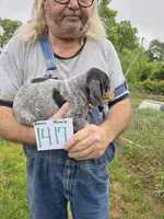 F1417, a male Bluetick Coonhound for sale in Saltillo, TX – 3 of 3