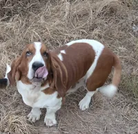 Coming soon, a  Basset Hound for sale in Saltillo, TX – 4 of 10