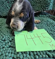 M7445, a male Bluetick Coonhound for sale in Saltillo, TX – Photo 5 of 7