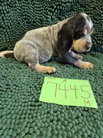 M7445, a male Bluetick Coonhound for sale in Saltillo, TX – Photo 1 of 7