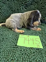 M7445, a male Bluetick Coonhound for sale in Saltillo, TX – Photo 3 of 7