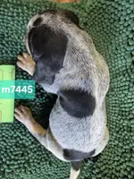 M7445, a male Bluetick Coonhound for sale in Saltillo, TX – Photo 4 of 7