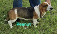 Peanut, a female Basset Hound for sale in Saltillo, TX – 5 of 10