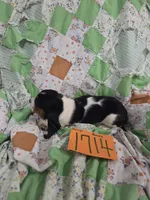 F1714, a female Basset Hound for sale in Saltillo, TX – 5 of 5