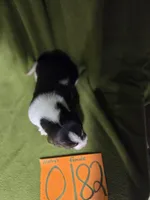 F0182, a female Basset Hound for sale in Saltillo, TX – Photo 3 of 5