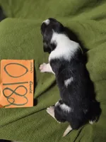 F0182, a female Basset Hound for sale in Saltillo, TX – Photo 5 of 5