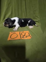 F0182, a female Basset Hound for sale in Saltillo, TX – Photo 2 of 5