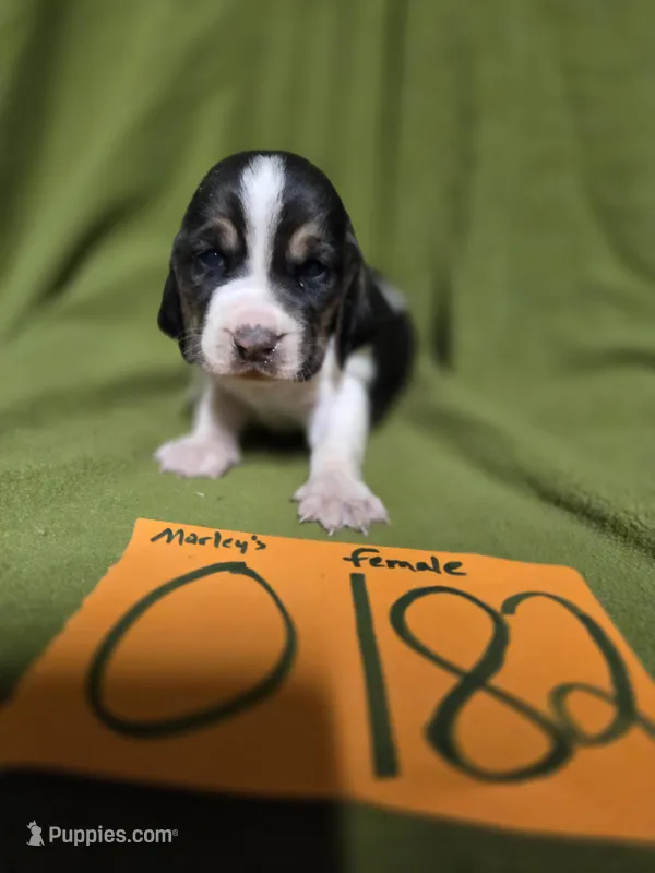F0182 – Basset Hound puppy for sale in Saltillo, TX